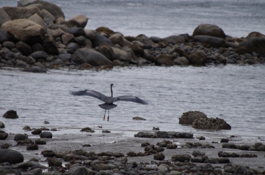 malcolm_island_heron